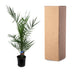 Phoenix Canariensis Palme - 80 cm - Ø14cm Bild 4