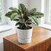 Elho Greenville Rund Pflanztopf 30cm Weiß - Modern & Langlebig Bild 5
