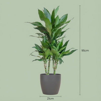 Dracaena Janet Lindt – inkl. grauem Topf – 95 cm