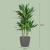 Dracaena Janet Lindt – inkl. grauem Topf – 95 cm Bild 2