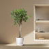 Ficus Benghalensis Tree, 150cm, ø30cm - Tropical Beauty for Your Home Bild 4