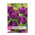 GreenboutiQ - Flower Bulbs - Tulip Double Lilac - Bulbs Hardy Perennial - Color Lilac - 50 Pieces - Bulb Size 11/12 - XXL Pack Bild 1