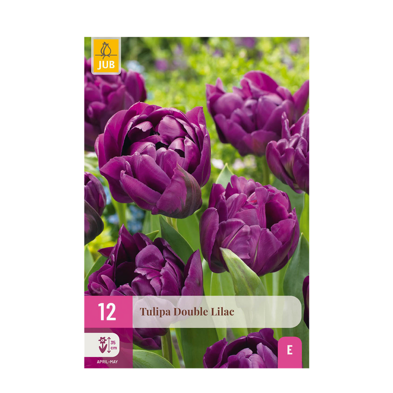 GreenboutiQ - Flower Bulbs - Tulip Double Lilac - Bulbs Hardy Perennial - Color Lilac - 50 Pieces - Bulb Size 11/12 - XXL Pack