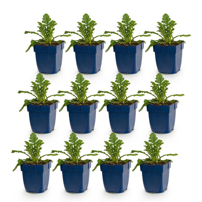 Green boutiQ - Perennial - Scabiosa Duo - Pincushion Flower - Bee and Butterfly Attractors - Purple - Pink - 12 Plants - Pot 11cm - Height 15-25cm