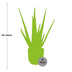 Aloe Vera 12cm im ELHO Vibes Fold Topf 14cm Rosa Bild 3