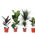 Grüne Mischung Lopez - 4er Set Zimmerpflanzen, Ø17cm, 55-75cm Bild 1