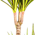 Dracaena Marginata Sunray Ø19cm - Tropisches Flair für Ihr Zuhause Bild 4