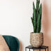 Artificial plant Sansevieria Black Coral, 97 cm - Mother-in-law's tongue Bild 4