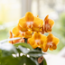 Hummingbird Orchids | Orange/Yellow Las Vegas Orchid + Retro Ochre Pot | flowering houseplant – fresh from the grower Bild 3