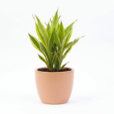 Pot Boule Toscana matt: Ceramic pot in terracotta brown for your home