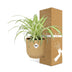 Chlorophytum Comosum Variegatum in Topf ELHO Vibes Fold 14cm gelb Bild 4