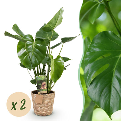 Monstera Deliciosa Fensterblatt - 2 Pflanzen im Korb, Topf 17cm