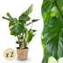 Monstera Deliciosa Fensterblatt - 2 Pflanzen im Korb, Topf 17cm Bild 1