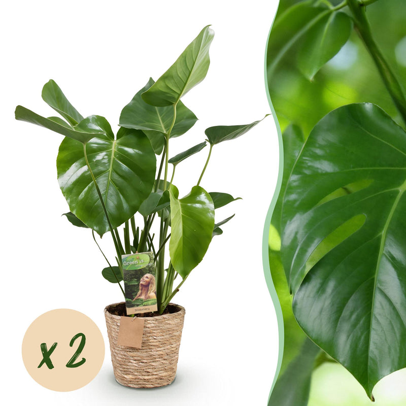 Monstera Deliciosa Fensterblatt - 2 Pflanzen im Korb, Topf 17cm