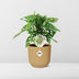 Monstera 'Monkey Leaf' im ELHO Vibes Fold Topf 14 cm gelb Bild 6