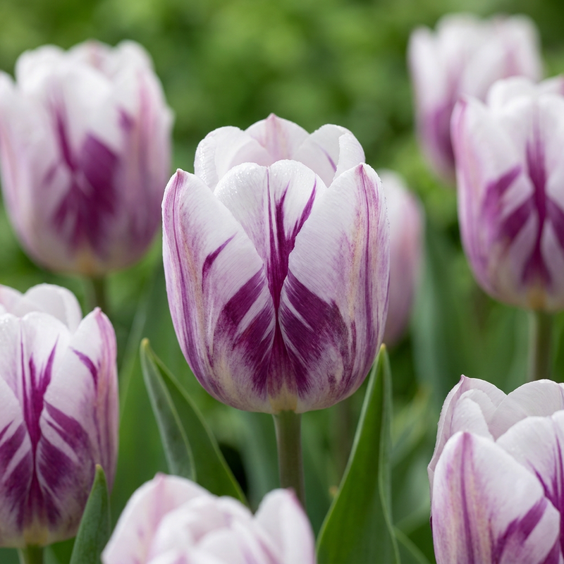120x Tulipa Flaming Flag – Weiße & Lila Frühlingsblüher – Zwiebelgröße 11/12