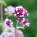 24x Oregano 'Herrenhausen' (10-25cm) – Pink Flowers & Aroma Bild 7