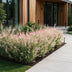 Salix Flamingo Zierweide im 17cm Topf, 40-50cm hoch Bild 6