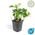 Pachysandra 'Green Carpet' - 6er Pack Bodendecker (10-25cm) Bild 2