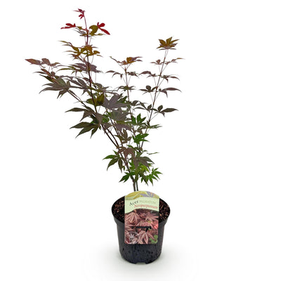 Japanischer Ahorn 'Atropurpureum' - Lila Blatt, 70cm, Topf 19cm