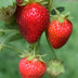 Bio-Erdbeerpflanze 'Delizzimo' - Rote Früchte, Ø13cm, ↕45cm Bild 2