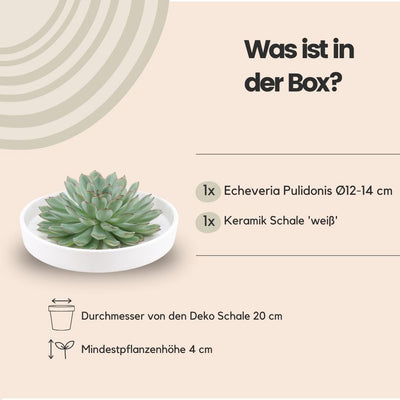 ROOTLESS Echeveria Pulidonis in weißer Keramikschale (Ø20cm)
