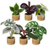 Baby Jungle Mix: 6 tropische Zimmerpflanzen für Ihr Zuhause, Ø6cm Bild 2