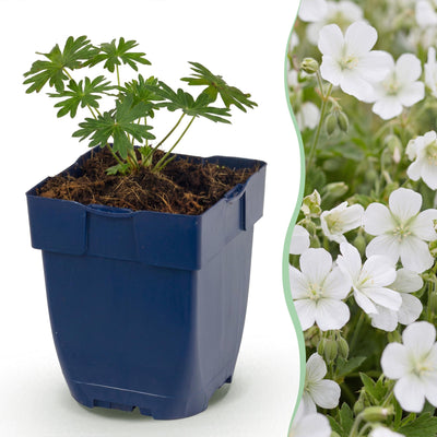 Green boutiQ - Perennial - Geranium sanguineum 'Album' - Cranesbill - Groundcover - White - 3 Plants - Pot 11cm - Height 15-25cm