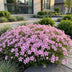 Green boutiQ - Stauden - Phlox Rosette - Flammenblume - Bodendecker - Rosa - 1 Pflanze - Topf 11cm - Höhe 15-25cm Bild 11