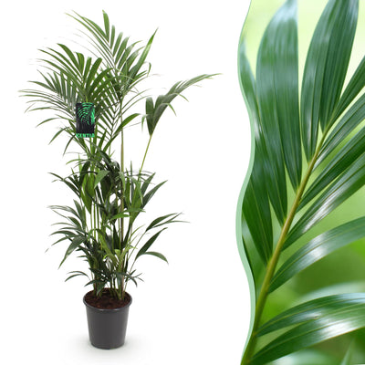Green boutiQ – Zimmerpflanze – Howea Forsteriana – Kentia-Palme – Pflegeleicht – Grün – 1 Pflanze – Topf 27 cm – Höhe 160–170 cm