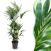 Green boutiQ – Zimmerpflanze – Howea Forsteriana – Kentia-Palme – Pflegeleicht – Grün – 1 Pflanze – Topf 27 cm – Höhe 160–170 cm Bild 1