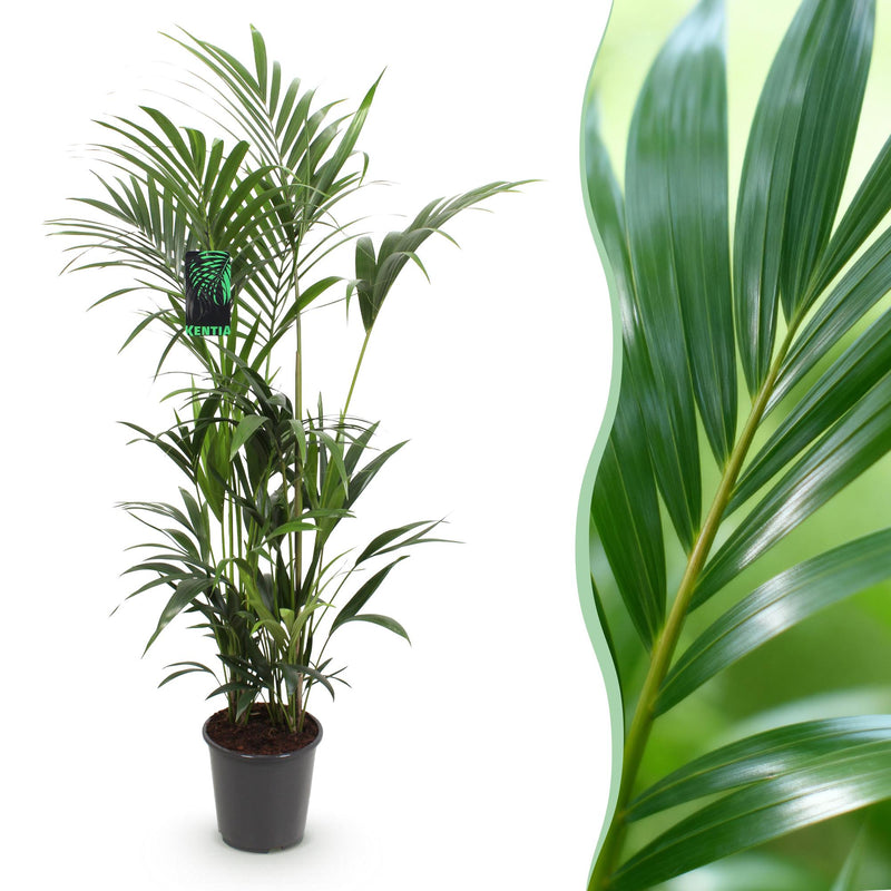 Green boutiQ – Zimmerpflanze – Howea Forsteriana – Kentia-Palme – Pflegeleicht – Grün – 1 Pflanze – Topf 27 cm – Höhe 160–170 cm