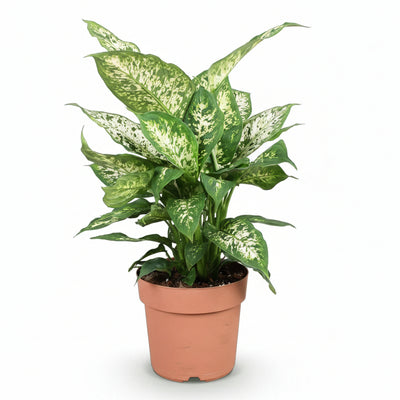 Diefenbachia Compacta: pflegeleicht, bunt, Topf 17cm, Höhe 45-50cm