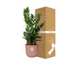 ZZ-Pflanze (Zamioculcas) 45-50cm, rosa ELHO Topf Bild 4