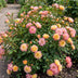 Green boutiQ Rosa Tricolor Fairy Rose, winterhart, Gelb-Rosa Bild 6