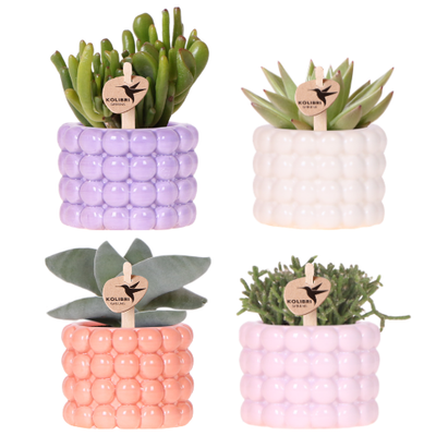 Kolibri Poppy Mix Pflanzenset: Lila, Weiß, Peach & Rosa mit Grünpflanzen