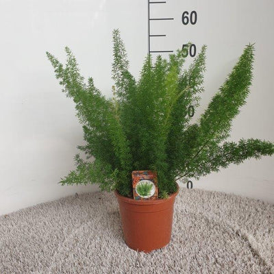 Asparagus 'Myers' - Ø17cm Topf, 50cm hoch