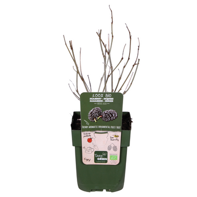 Schwarze Maulbeere 'Morus nigra' - Bio, Ø13cm, ↕45cm
