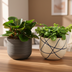 Peperomia Duo (2er-Set) Ø10,5cm | Pflegeleichte Zimmerpflanze Bild 3