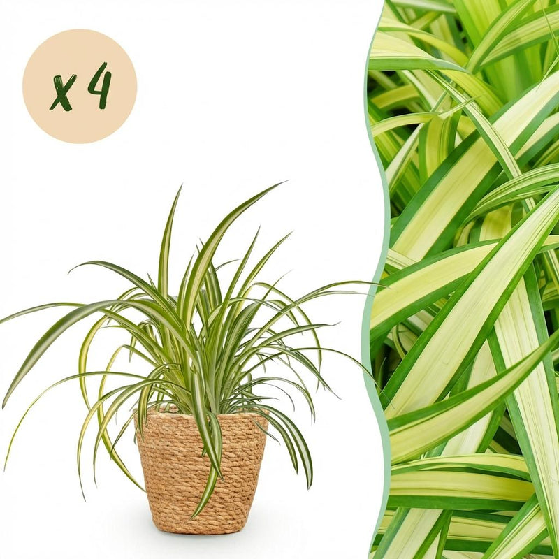 Bunte Graslilie 'Variegatum' - 4 Pflanzen im Topf 12cm, Höhe 20cm