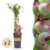 Grüne boutiQ: 2x Pink Blueberry 'Pink Lemonade', winter-hardy, 15cm pot Bild 1