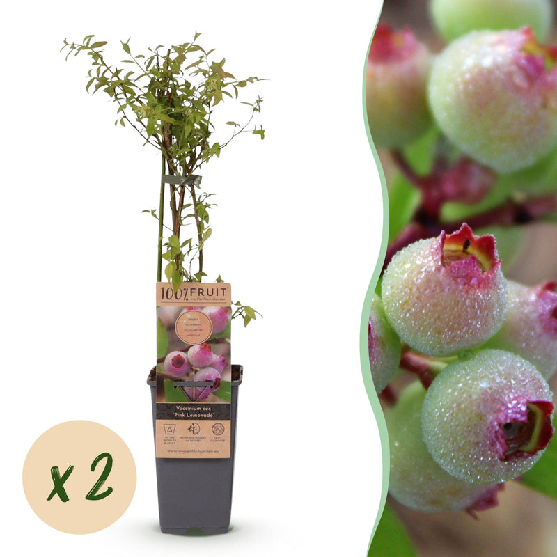 Grüne boutiQ: 2x Pink Blueberry 'Pink Lemonade', winter-hardy, 15cm pot