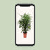 Rhapis Excelsa (Steckenpalme) - Ø27cm, ↕120cm - Pflegeleichte Eleganz Bild 4