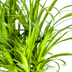 Beaucarnea Recurvata Stamm Ø27cm - ↕110 - 130cm Bild 5