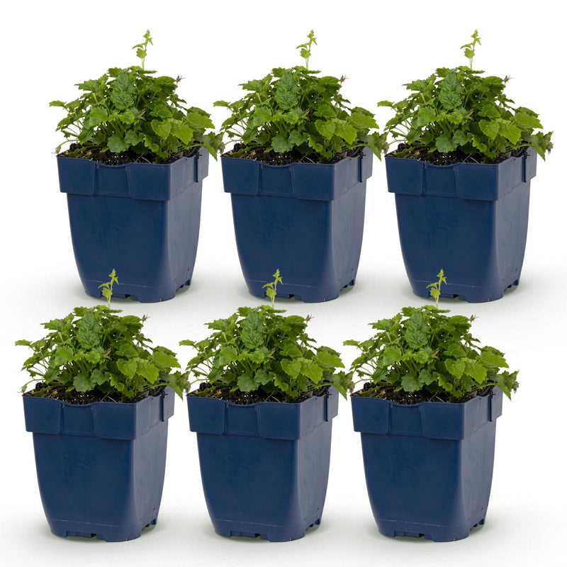 Green boutiQ - Perennial - Campanula posch. Lisduggan Variety - Bellflower - Ground Cover - White - 6 Plants - Pot 11cm - Height 15-25cm