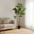 Kunstpflanze Ficus Umbellata (Afrikanische Feige), 125 cm Bild 4