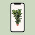 Ficus Lyrata Geigenfeige Topf Ø27cm, Höhe ca. 100cm Bild 5