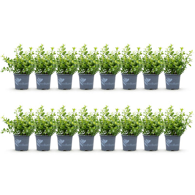 GreenboutiQ Buxus Hecke 'Babylon Beauty' - 16 Pflanzen für 2m
