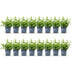 GreenboutiQ Buxus Hecke 'Babylon Beauty' - 16 Pflanzen für 2m Bild 2