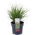 Ziergras 'Cheyenne Sky' (Panicum virgatum) - Ø23cm, ↕60cm Bild 2